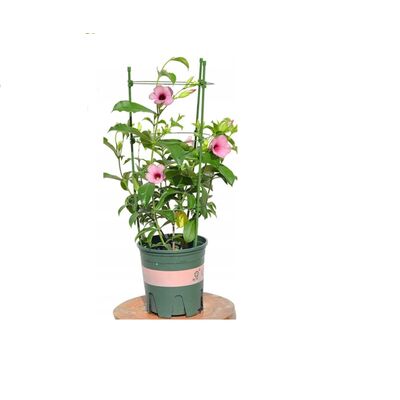 Plant Support Set 75cm GREENMILL Ring